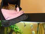 Katze liegt ber Aquarium
