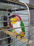 Papagei sitzt in Kfig