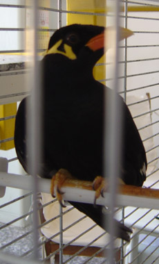 Vogel sitzt in Kfig
